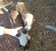Anatolian Shepherd Puppies for sale in 771 Hillje Rd, Kingsbury, TX 78638, USA. price: NA
