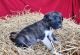 Anatolian Shepherd Puppies for sale in Cumby, TX 75433, USA. price: NA