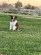 Anatolian Shepherd Puppies for sale in Litchfield Park, AZ, USA. price: NA