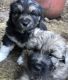 Anatolian Shepherd Puppies for sale in Weaverville, CA 96093, USA. price: NA