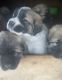 Anatolian Shepherd Puppies for sale in Union, SC 29379, USA. price: NA