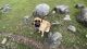 Anatolian Shepherd Puppies for sale in Penn Valley, CA 95946, USA. price: NA