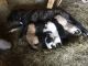 Anatolian Shepherd Puppies for sale in Edwardsville, IL, USA. price: NA