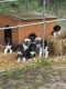 Anatolian Shepherd Puppies for sale in Ashland City, TN 37015, USA. price: NA