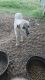 Anatolian Shepherd Puppies for sale in Hico, TX 76457, USA. price: NA