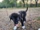 Anatolian Shepherd Puppies for sale in Cumby, TX 75433, USA. price: $1,250