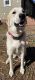 Anatolian Shepherd Puppies for sale in Ashville, AL, USA. price: $50