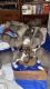 Anatolian Shepherd Puppies for sale in Holts Summit, Missouri. price: $50,000