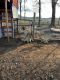 Anatolian Shepherd Puppies for sale in Anderson, South Carolina. price: $1,000