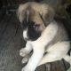 Anatolian Shepherd Puppies for sale in United States. price: NA