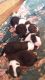 Anatolian Shepherd Puppies for sale in Blacksburg, SC 29702, USA. price: $400