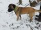 Anatolian Shepherd Puppies for sale in Carbondale, IL, USA. price: NA