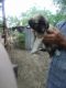 Anatolian Shepherd Puppies for sale in Tom Green County, TX, USA. price: NA
