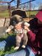 Anatolian Shepherd Puppies for sale in Joshua, TX, USA. price: NA