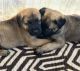 Anatolian Shepherd Puppies for sale in Cleveland, TX, USA. price: NA