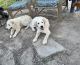 Anatolian Shepherd Puppies for sale in Crystal City, TX 78839, USA. price: NA