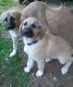 Anatolian Shepherd Puppies for sale in Washington, NJ 07882, USA. price: NA