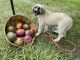 Anatolian Shepherd Puppies for sale in Miami, FL, USA. price: $750