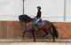 Andalusian Horses for sale in Aucklands, 3524 JJ Utrecht, Netherlands. price: 5500 EUR