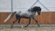 Andalusian Horses for sale in Elk Grove, CA, USA. price: NA