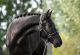 Andalusian Horses for sale in Seattle, WA, USA. price: NA