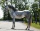 Andalusian Horses for sale in Dallas, TX, USA. price: NA