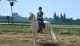 Andalusian Horses for sale in Indianapolis, IN, USA. price: NA