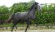 Andalusian Horses for sale in Atlanta, GA, USA. price: NA