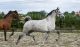 Andalusian Horses for sale in Asheville, NC, USA. price: NA