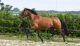 Andalusian Horses for sale in Sioux Falls, SD, USA. price: NA