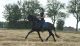 Andalusian Horses for sale in New York, NY, USA. price: NA