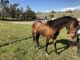 Andalusian Horses for sale in Watsonville, CA, USA. price: NA