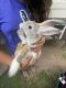 Angora rabbit Rabbits for sale in Bayonne, NJ, USA. price: NA