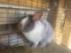 Angora rabbit Rabbits for sale in Morristown, TN, USA. price: $10