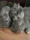 Angora rabbit Rabbits for sale in Bristol, TN, USA. price: $40
