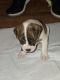 Antebellum Bulldog Puppies for sale in Houston, TX, USA. price: NA