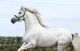 Appaloosa Horses for sale in Aucklands, 3524 JJ Utrecht, Netherlands. price: 5000 EUR