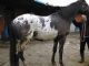 Appaloosa Horses for sale in Austin, TX, USA. price: NA
