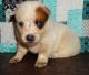 Appenzell Mountain Dog Puppies for sale in Los Angeles, CA, USA. price: $500