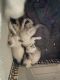 Applehead Siamese Cats