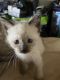 Applehead Siamese Cats for sale in Cherry Hill, NJ, USA. price: $750