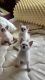 Applehead Siamese Cats for sale in Baton Rouge, LA, USA. price: $550