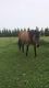 Arabian Horses for sale in McClure, OH 43534, USA. price: $1,500