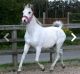 Arabian Horses for sale in W Spring St, Spring Hill, KS 66083, USA. price: NA
