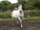 Arabian Horses for sale in Boston Rd, Bronx, NY, USA. price: NA