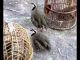 Arabian Partridge Birds for sale in Phoenix, AZ, USA. price: NA