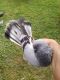 Arabian Partridge Birds for sale in Lincoln Park, MI, USA. price: NA