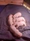 Argentine Dogo Puppies for sale in Indian Head, MD 20640, USA. price: $800
