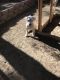Argentine Dogo Puppies for sale in Henderson, NV, USA. price: $1,500