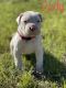 Argentine Dogo Puppies for sale in Lufkin, TX, USA. price: $2,800